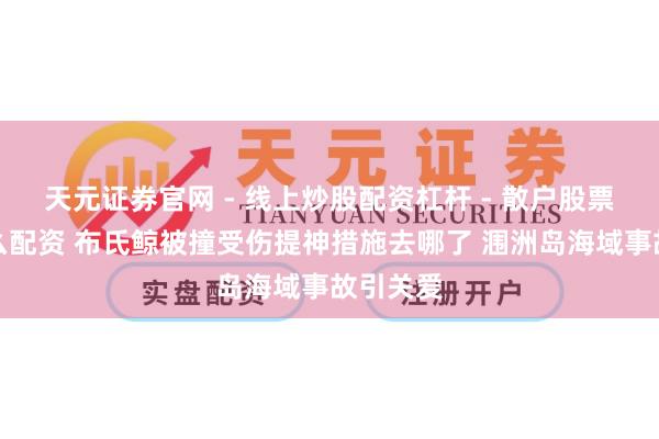 天元证券官网 - 线上炒股配资杠杆 - 散户股票杠杆怎么配资 布氏鲸被撞受伤提神措施去哪了 涠洲岛海域事故引关爱